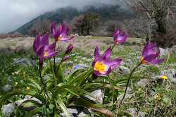 Early spring bulbs on the Omalos plateau in western Crete